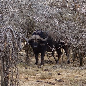 Cape Buffalo in South Africa