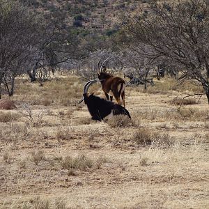 Sable Antelope in South Africa