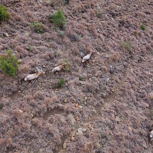 View of Blesbok from helicopter