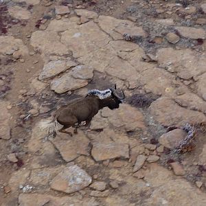 View of Black Hartebeest from helicopter