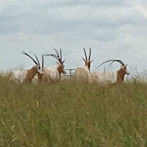 Scimitar Oryx Texas USA