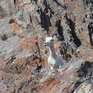 Mountain Goat in Alaska