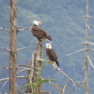 Eagles in Alaska