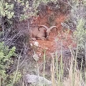 Aoudad Texas USA