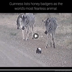 Honey badger fights off zebra