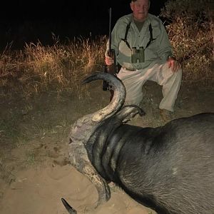 Hunt Cape Buffalo South Africa
