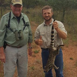 South Africa Hunting Genet Cat