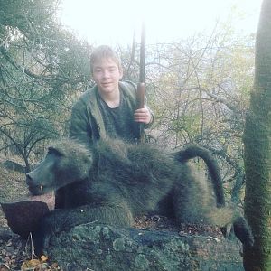 Baboon Hunting South Africa