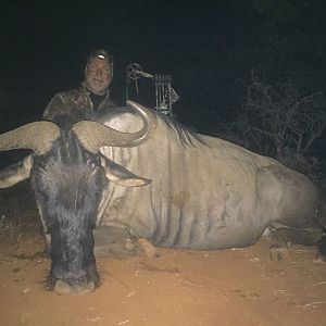 Blue Wildebeest Bow Hunting South Africa