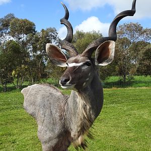 Kudu Shoulder Mount Pedestal Taxidermy