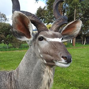 Kudu Shoulder Mount Pedestal Taxidermy