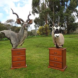 Kudu & Gemsbok Shoulder Mount Pedestal Taxidermy