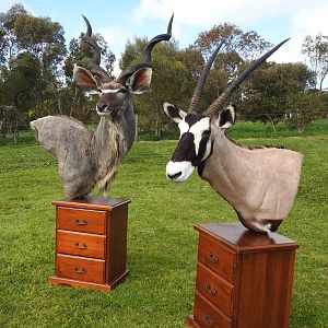 Kudu & Gemsbok Shoulder Mount Pedestal Taxidermy