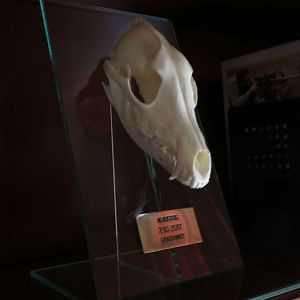 Jackal European Skull Mount Taxidermy