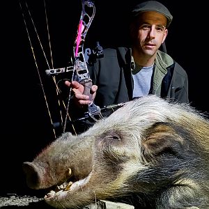 Bushpig Bow Hunt South Africa