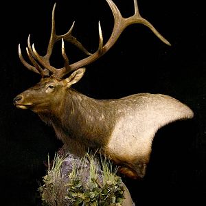 Elk Shoulder Mount Pedestal Taxidermy