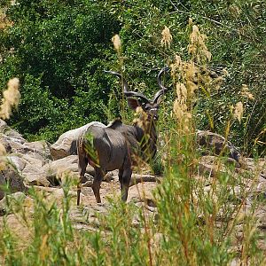 Fantastic Kudu in Zambia