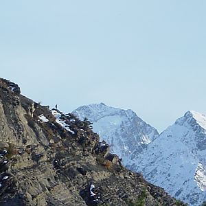 Chamois Hunting in the French Alps