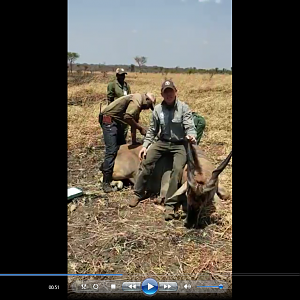 Eland Hunting in Tanzania