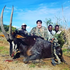 Bow Hunt Sable Antelope in South Africa