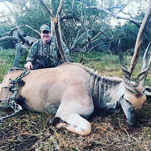 South Africa Bow Hunting Eland