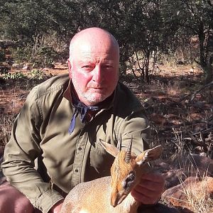 Damara Dik Dik Namibia