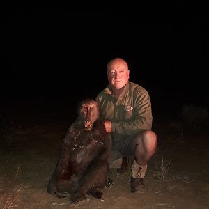 Baboon Namibia