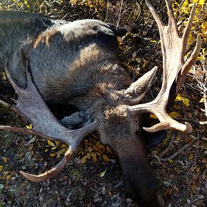 Hunting Moose in USA