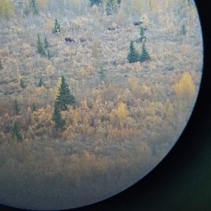 View of Moose through the scope