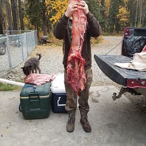 Moose Hunt USA
