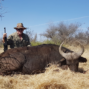 South Africa Hunting Cape Buffalo Cow