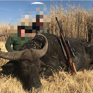 Cape Buffalo Cow Hunting in South Africa