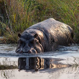 Hippo Caprivi Namibia