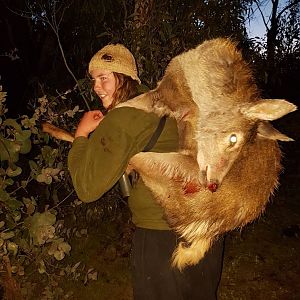 Hunt Sambar Deer in Australia