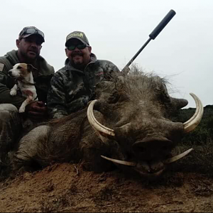 Warthog Hunt in South Africa