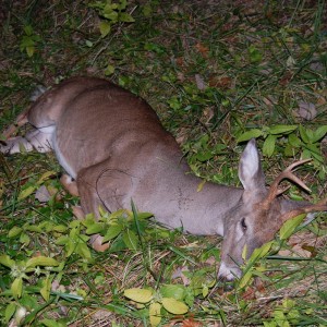My first buck with a bow was a 42 yard quartering away heart shot