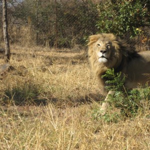 Lion South Africa