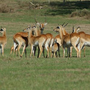 Lechwe