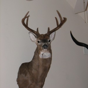 Canada Whitetail