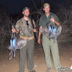 Vulturine Guineafowl Kenya Wingshooting