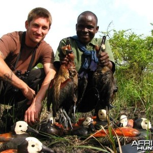 Duck Shooting Kenya White-faced Ducks