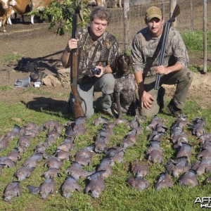 Rock Pigeon Shooting near Cape Town South Africa