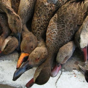 Teals, Shovellers, Ducks, Western Cape South Africa