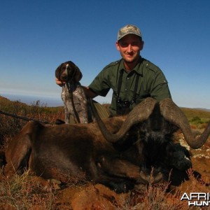 Black wildebeest Karoo South Africa