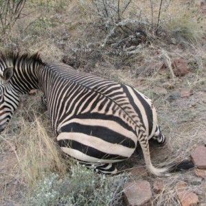 Mountian Zebra Namibia