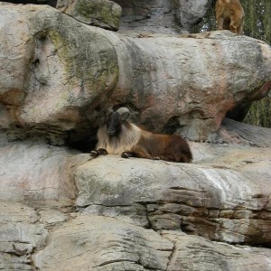 A Tahr bedded under a over hang