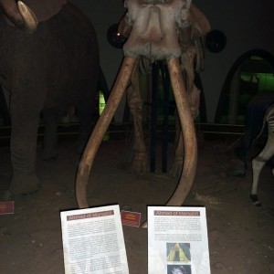 Ahmed the Elephant, Nairobi National Museum, Kenya