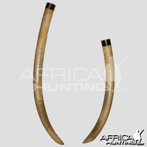 Shingwedzi Tusks