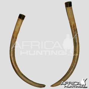 Ndlulamithi Tusks