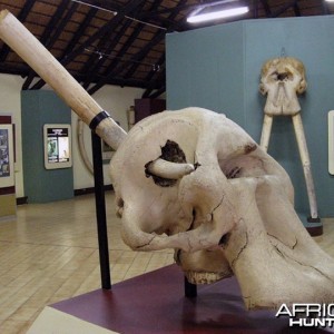 Letaba Elephant Hall at Kruger National Park, South Africa